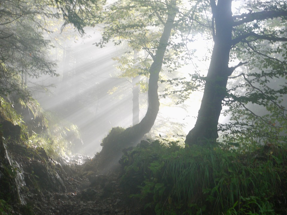 a-light-in-the-fog