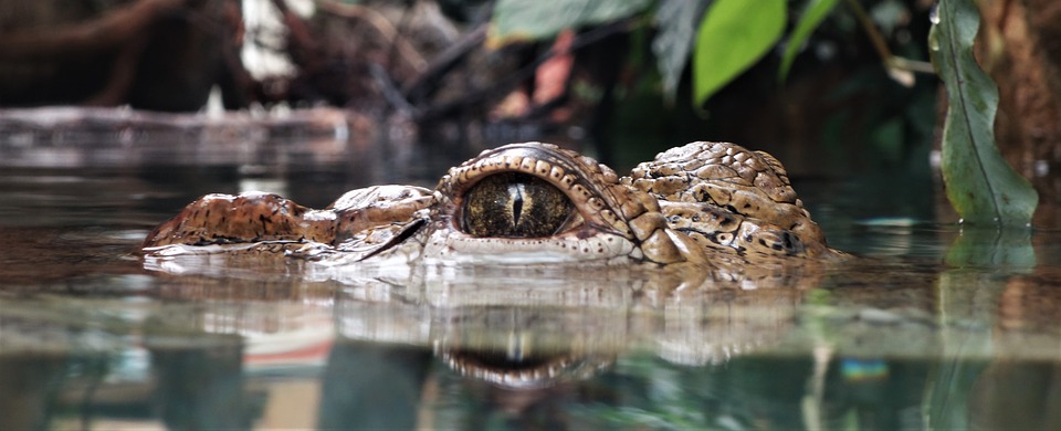 mostly submerged alligator to represent hidden spiritual dangers of overeating